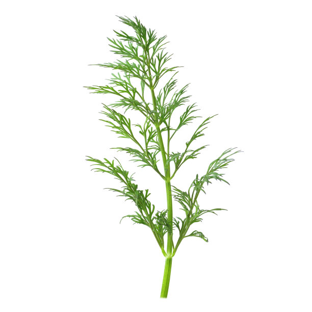 fennel