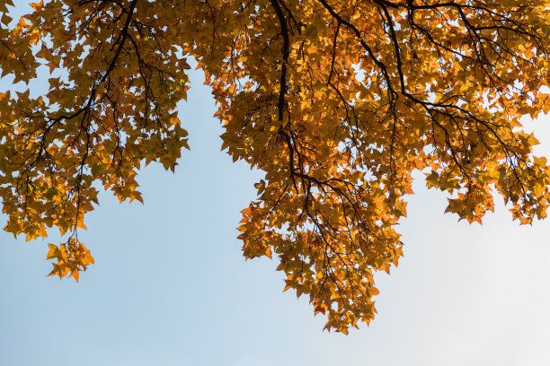 maple