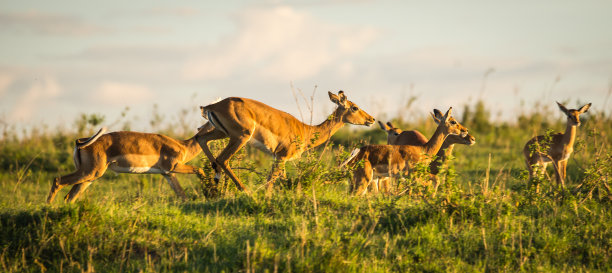 antelope