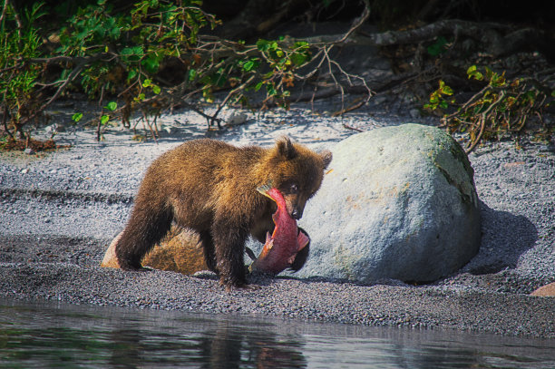 ursus