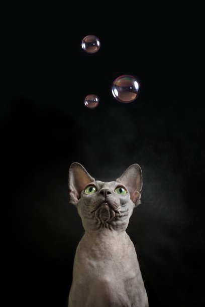 sphinx