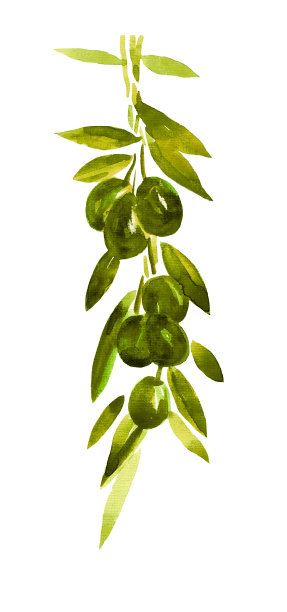 垂直画幅,素食,油橄榄树