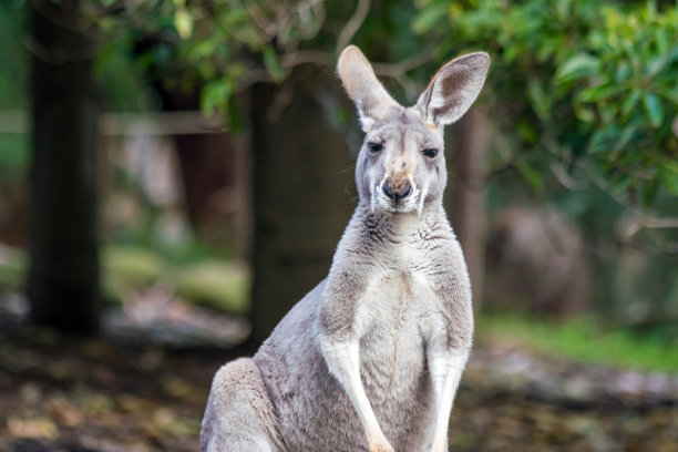 kangaroo