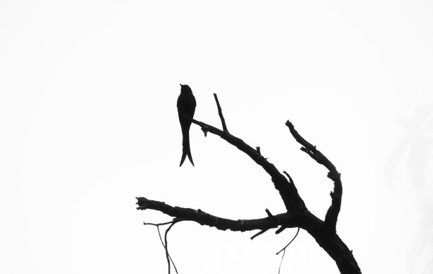 drongo
