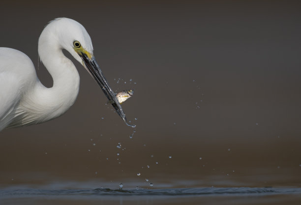 egretta