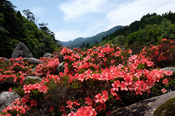 杜鹃花映山红