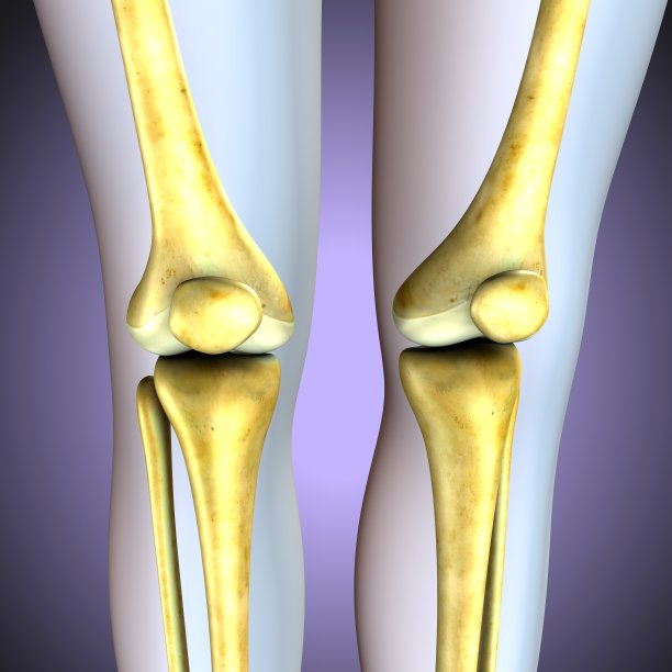 tibia
