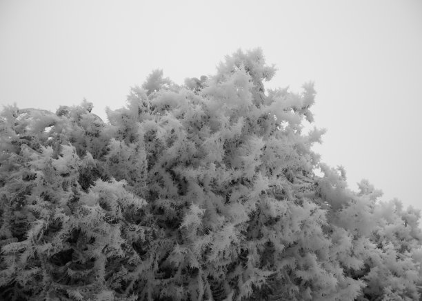 霜降松林
