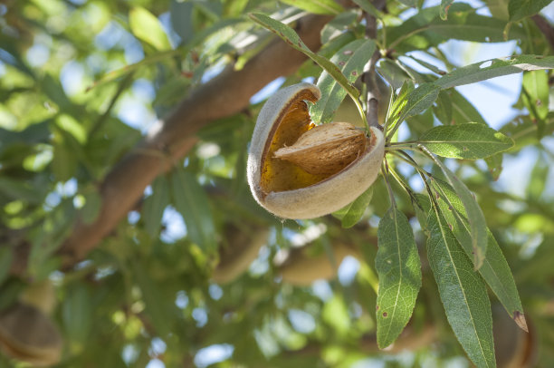 almonds