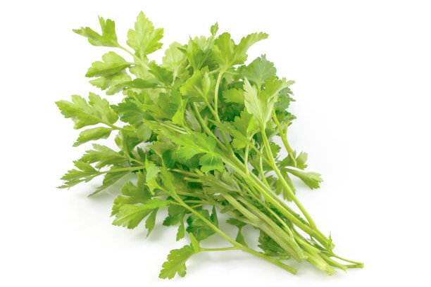 cilantro