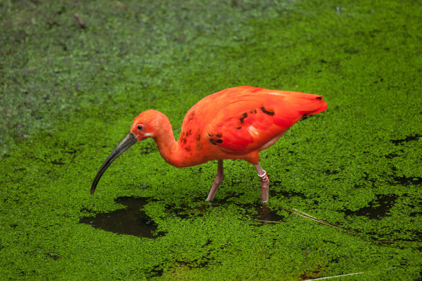 ibis