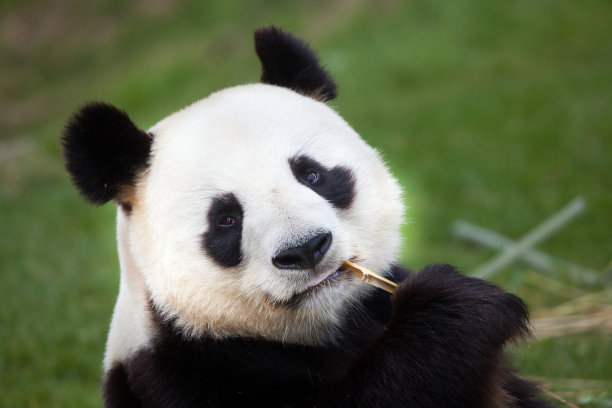 熊猫吃东西