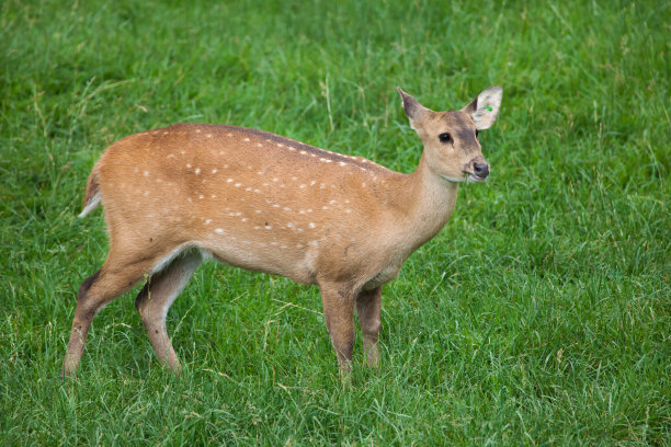 deer