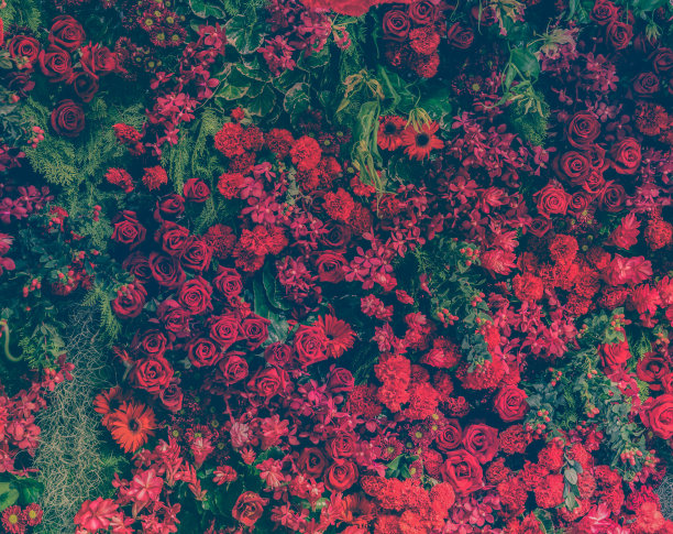红色的菊花