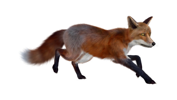 vulpes