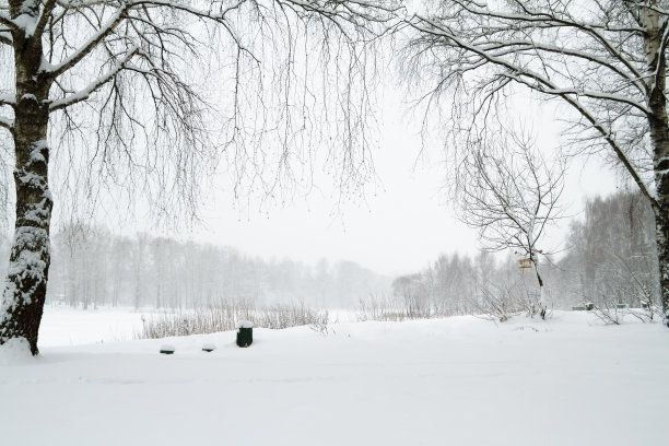 冬季白桦树林白桦树杆雪地