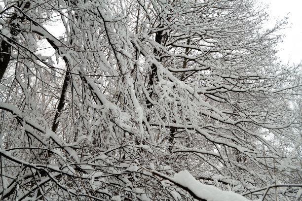 冬季白桦树林白桦树杆雪地