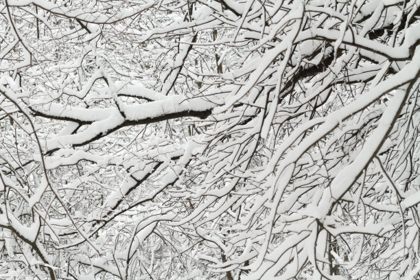 冬季白桦树林白桦树杆雪地