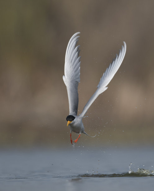tern