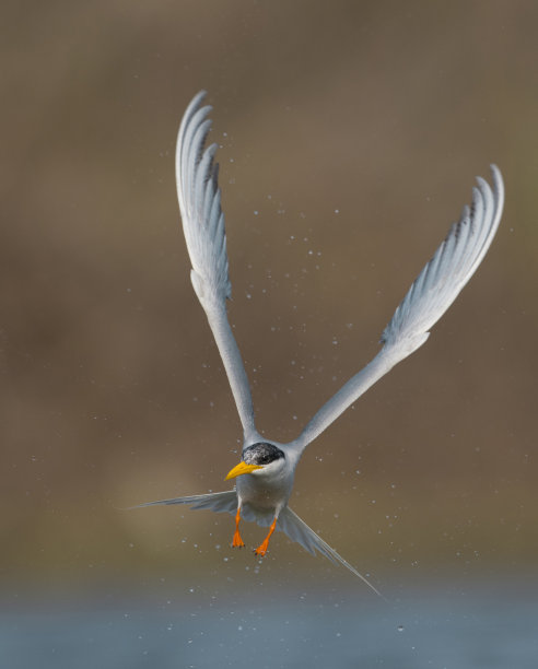 tern
