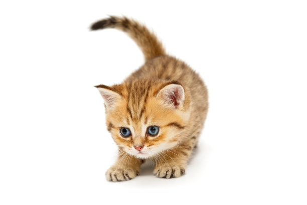斑纹猫
