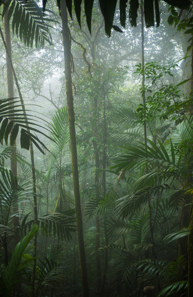 borneo