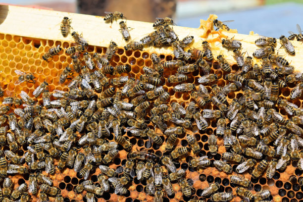 pollination