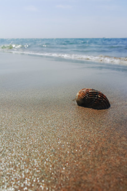 cockle