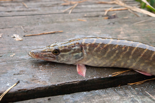 pike