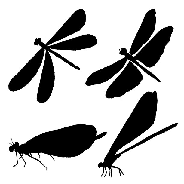 蜻蜓水彩插画