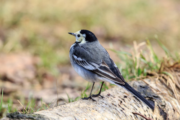 wagtail