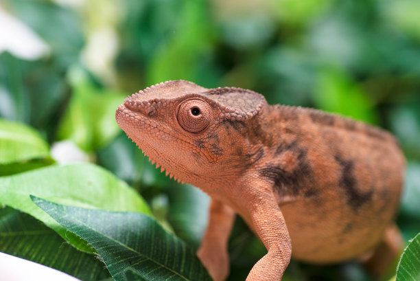 chamaeleon