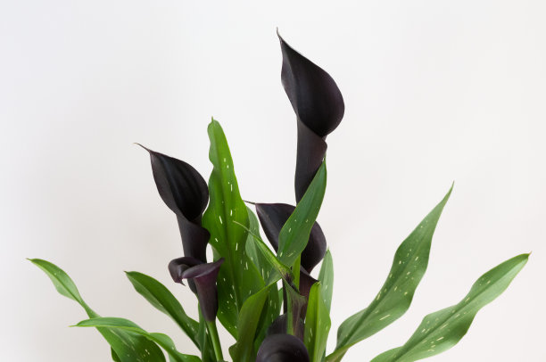 araceae
