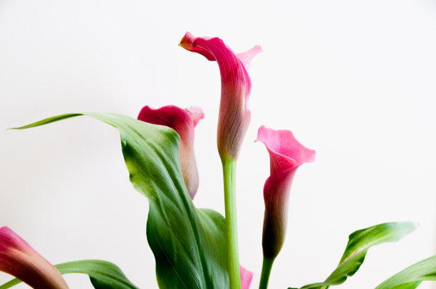 zantedeschia