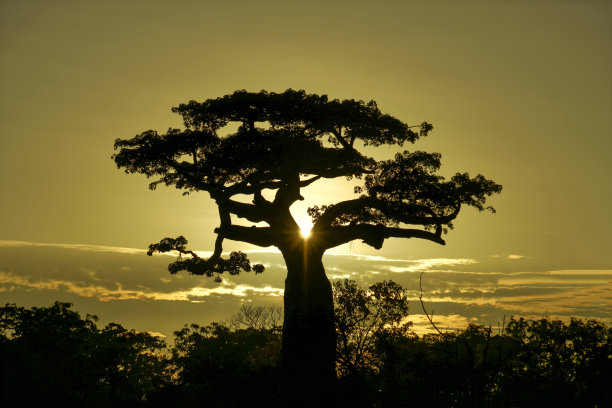 baobab