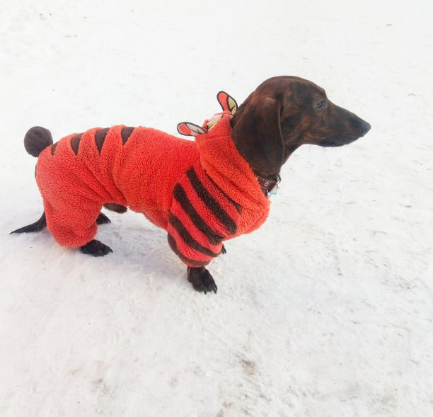 雪地上的腊肠犬