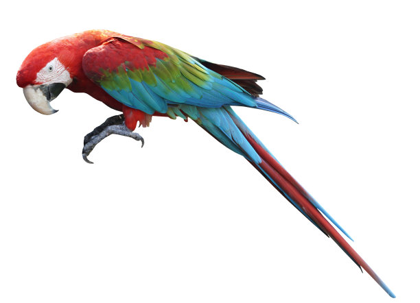 macaw