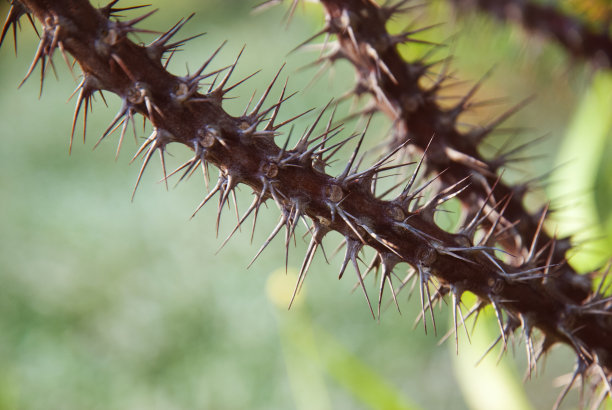 prickly