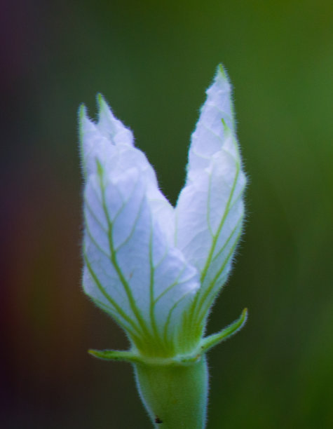 葫芦嫩芽