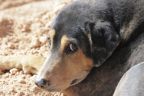 regency