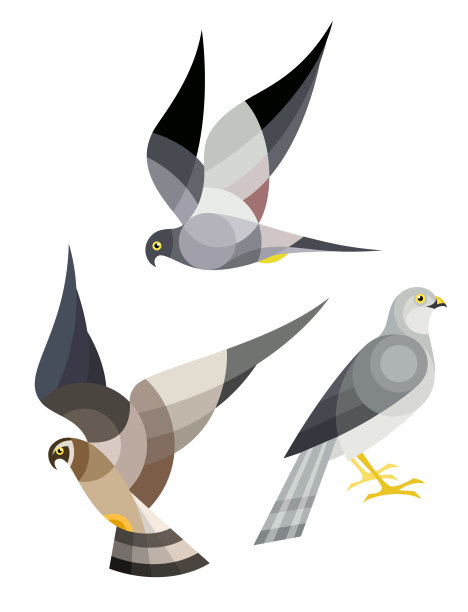 hawk