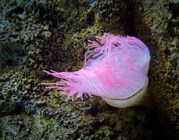 anemone