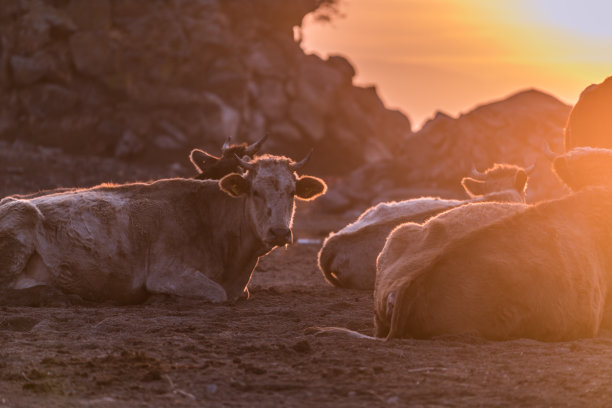 夕阳中的牛群
