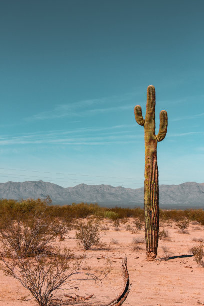 cactus