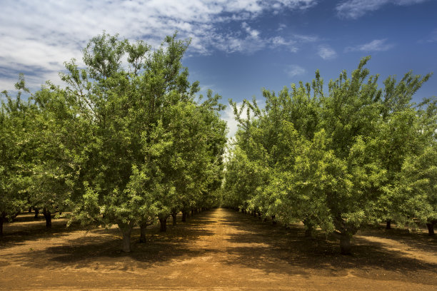 almond