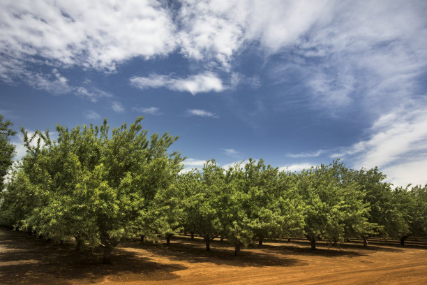 almond