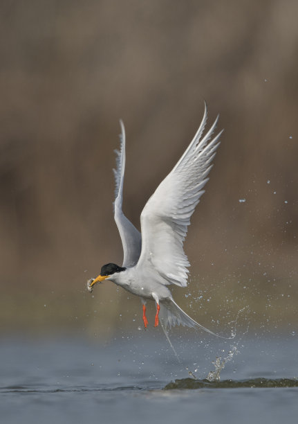 tern