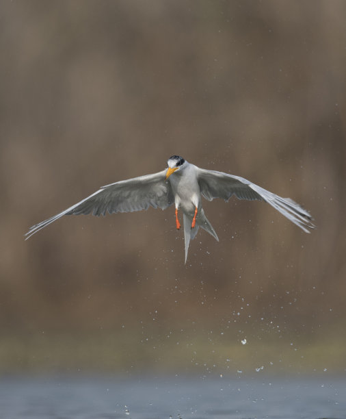 tern
