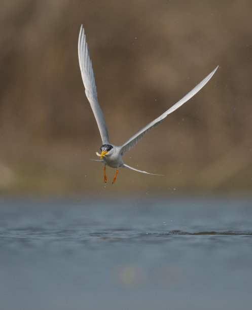 tern