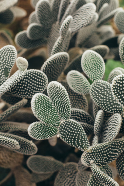 opuntia